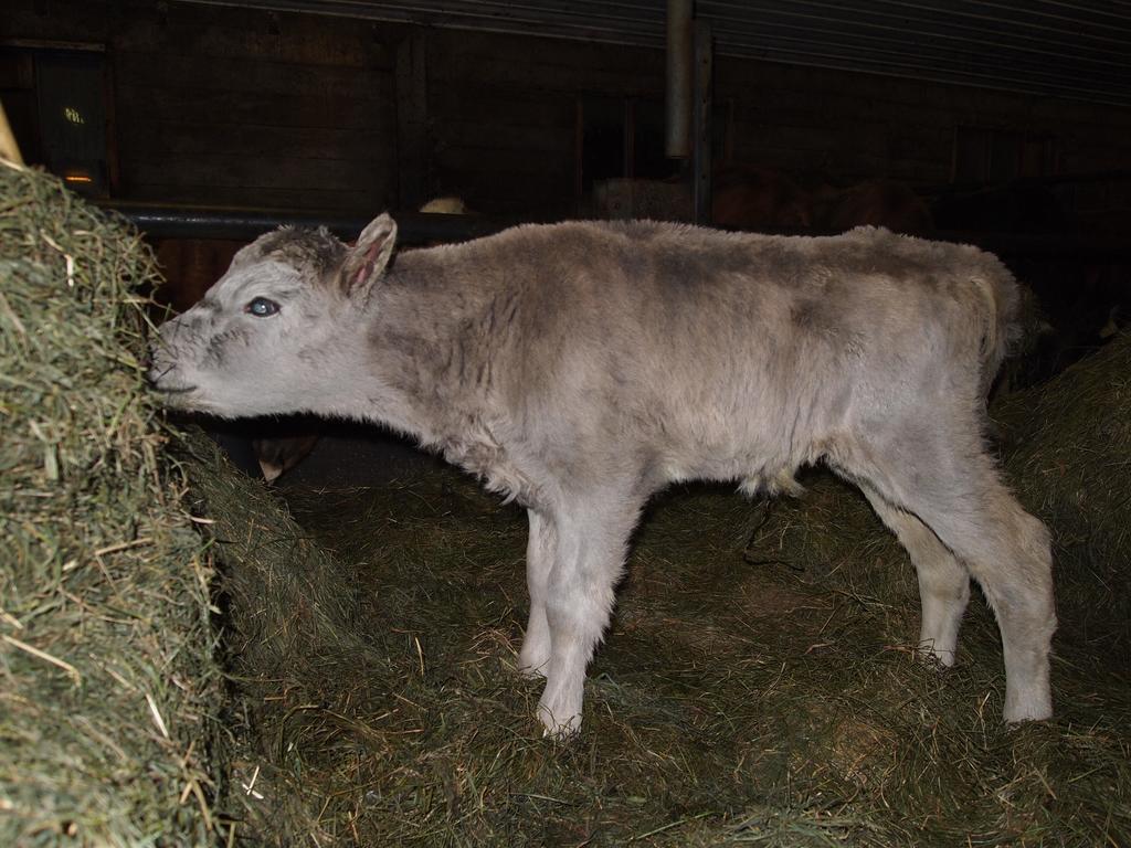 Mithhvammur Farm Stay Athaldalur 외부 사진